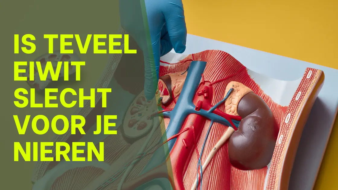 Is Teveel Eiwit Slecht Voor Je Nieren